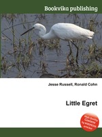 Little Egret