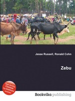 Zebu