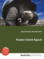 Ruatan Island Agouti