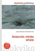 Antarctic minke whale