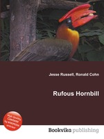 Rufous Hornbill