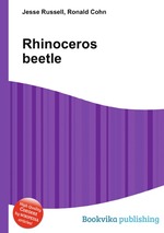 Rhinoceros beetle