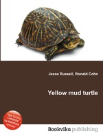 Yellow mud turtle