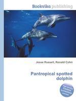 Pantropical spotted dolphin