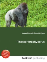 Thestor brachycerus