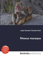 Rhesus macaque