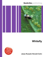 Whitefly