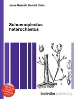 Schoenoplectus heterochaetus