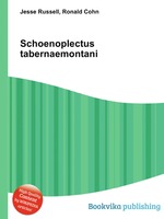 Schoenoplectus tabernaemontani