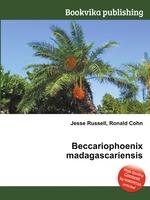 Beccariophoenix madagascariensis