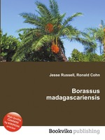 Borassus madagascariensis