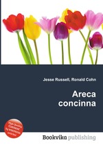 Areca concinna