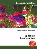 Epilobium brachycarpum