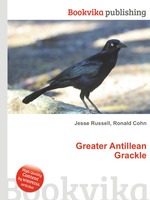 Greater Antillean Grackle