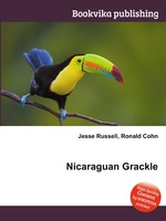 Nicaraguan Grackle