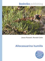 Allocasuarina humilis