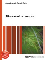 Allocasuarina torulosa