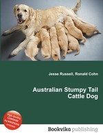 Australian Stumpy Tail Cattle Dog