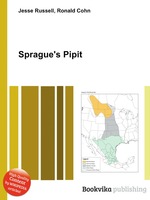 Sprague`s Pipit