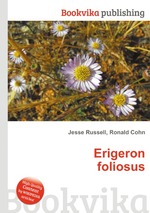 Erigeron foliosus