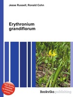 Erythronium grandiflorum