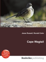 Cape Wagtail