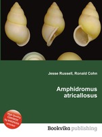 Amphidromus atricallosus