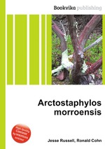 Arctostaphylos morroensis