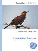 Curve-billed Thrasher