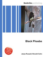 Black Phoebe