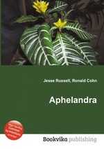 Aphelandra