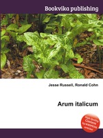 Arum italicum