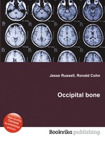 Occipital bone