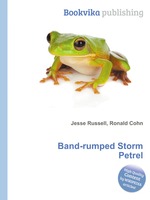 Band-rumped Storm Petrel