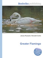 Greater Flamingo