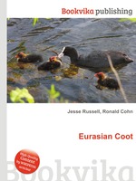 Eurasian Coot