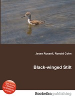 Black-winged Stilt