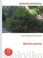 Banksia grossa