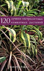 120 лучших пестролистных комнатных растений
