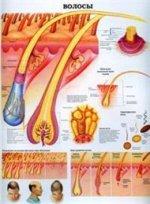 Волосы. Кожа