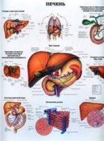 Почки. Печень