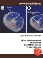 Пространственные отношения в анатомической терминологии