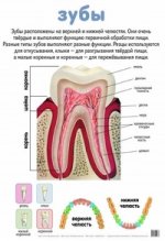 Зубы. Внутренние органы