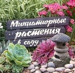 Миниатюрные растения в саду