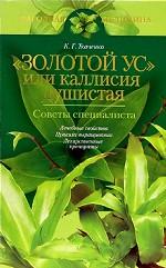Золотой ус или каллисия душистая. Советы специалиста