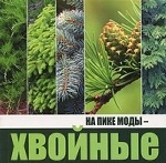 На пике моды - хвойные