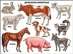 Домашние животные. Плакат