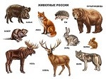Животные России. Плакат