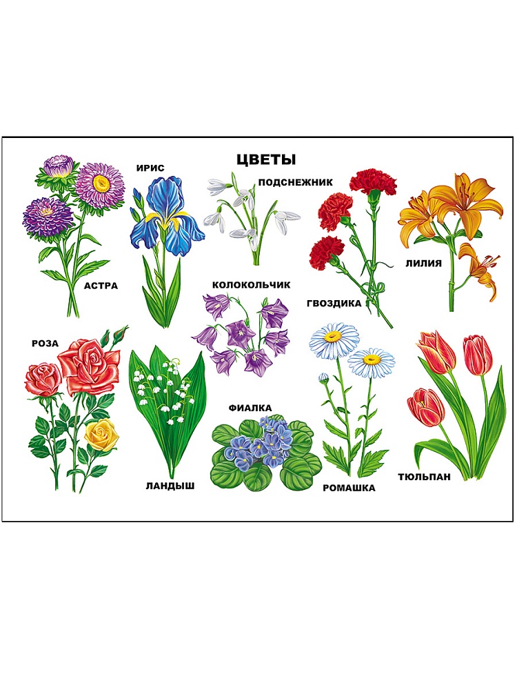 ПЛАКАТ. ЦВЕТЫ