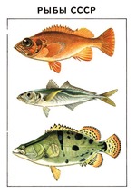 Рыбы СССР